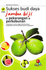 Cover Sukses Budi Daya Jambu Biji di Pekarangan & Perkebunan / Bambang, Cahyono